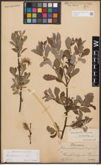 Foto von Salix cinerea L.